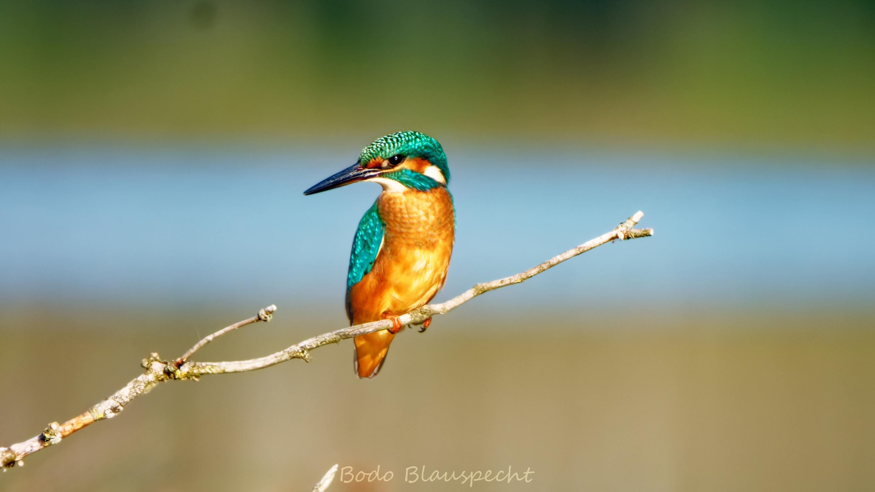 Eisvogel   Steveraue   2022.08.16 07.37 88 HQ